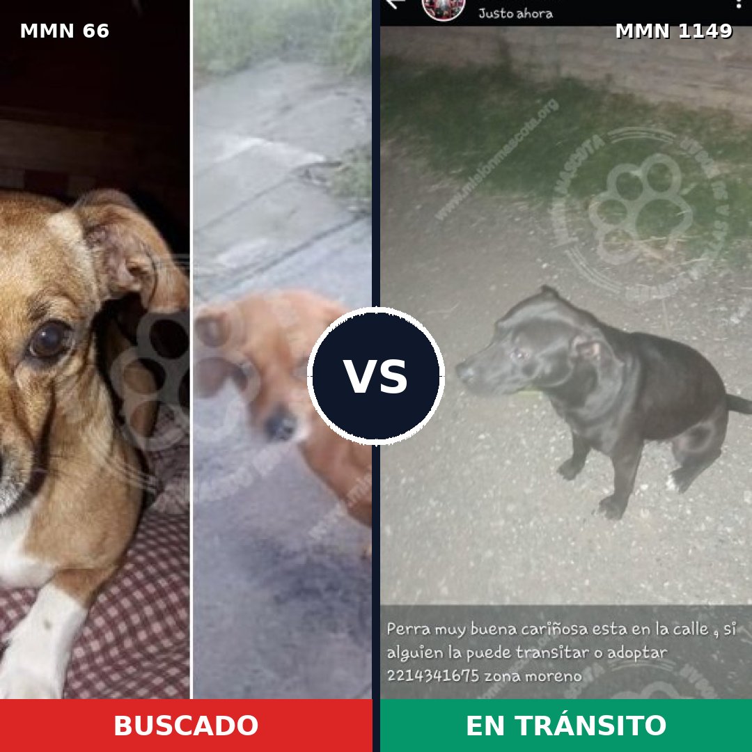 Comparativa MMS 17159: mascota perdida y mascota encontrada, 12% de similitud