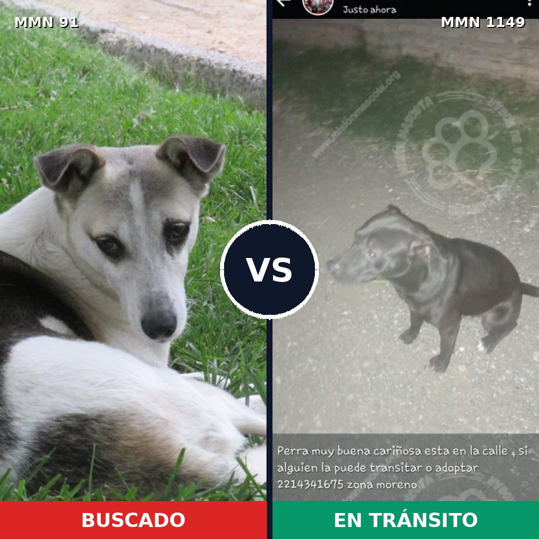 Comparativa MMS 17161: mascota perdida y mascota encontrada, 49% de similitud