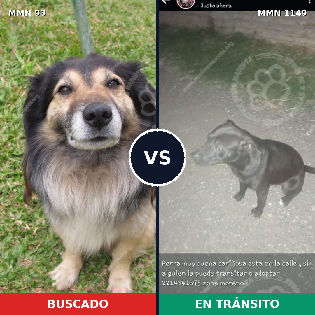Comparativa MMS 17162: mascota perdida y mascota encontrada, 46% de similitud