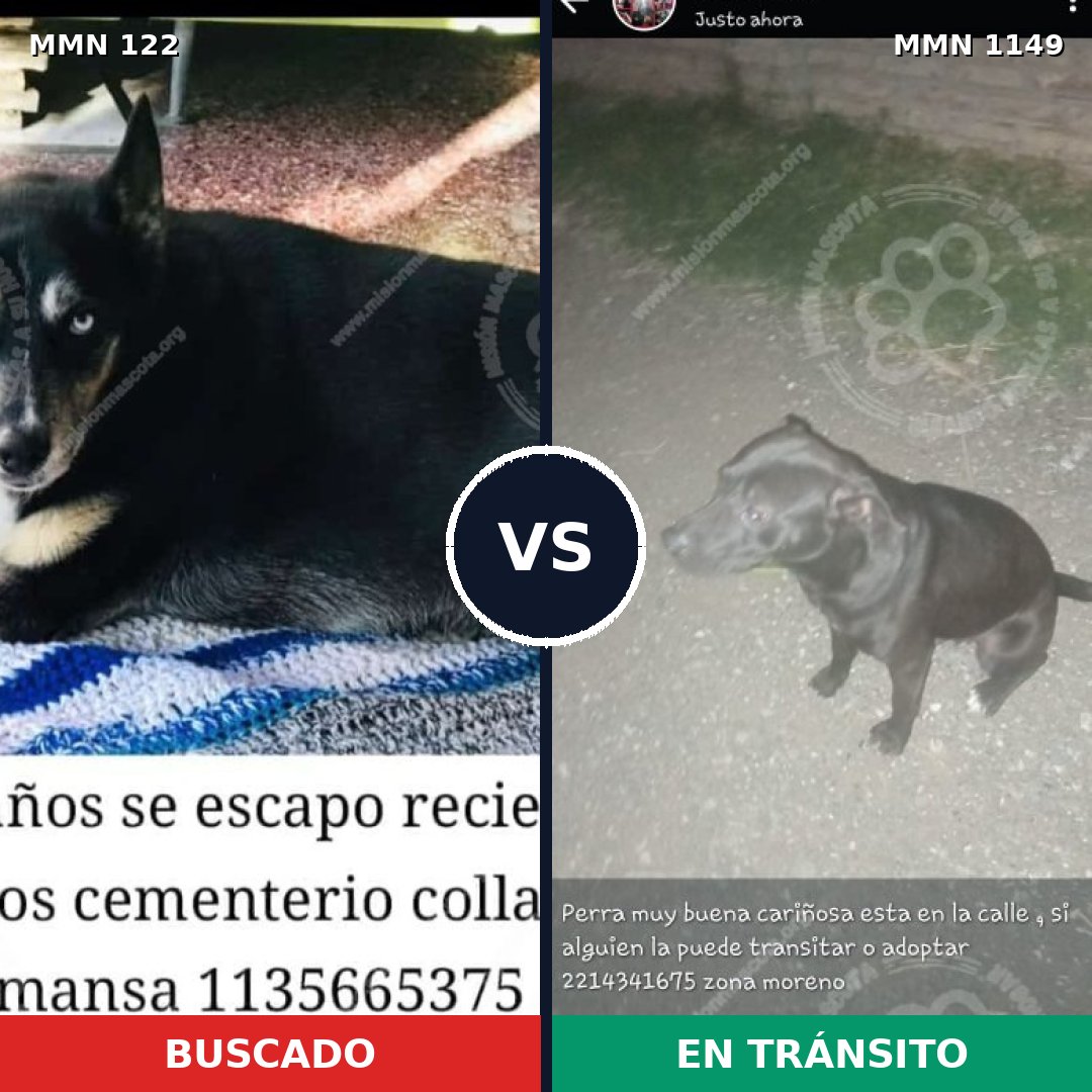 Comparativa MMS 17163: mascota perdida y mascota encontrada, 46% de similitud