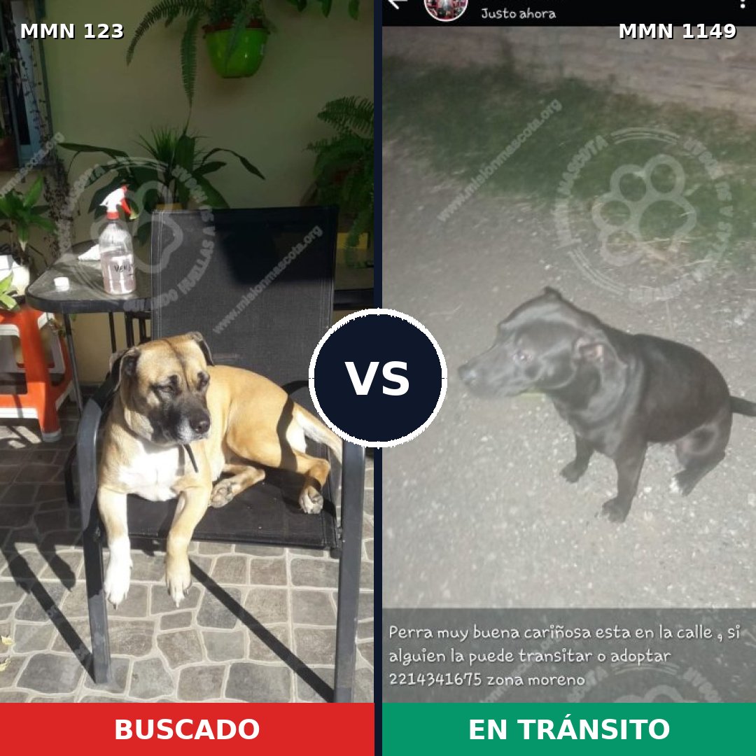 Comparativa MMS 17164: mascota perdida y mascota encontrada, 17% de similitud