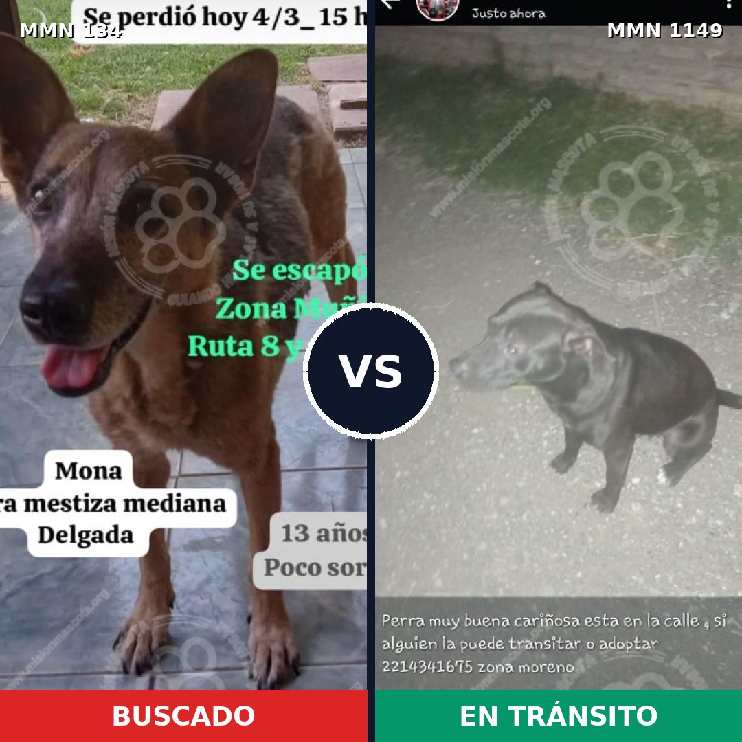 Comparativa MMS 17165: mascota perdida y mascota encontrada, 48% de similitud