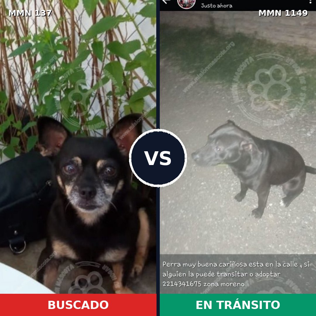 Comparativa MMS 17166: mascota perdida y mascota encontrada, 25% de similitud
