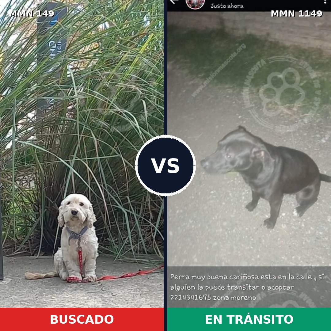 Comparativa MMS 17167: mascota perdida y mascota encontrada, 33% de similitud