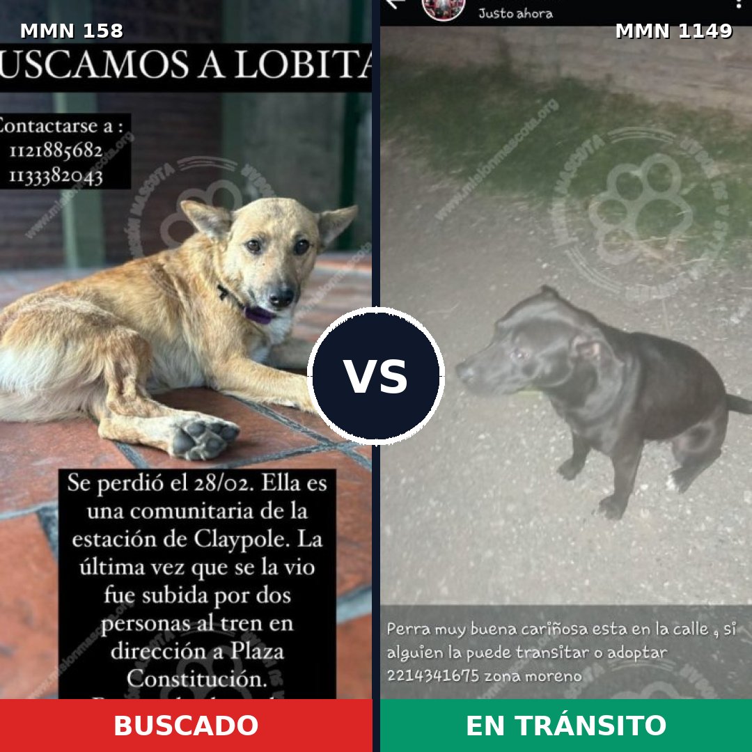 Comparativa MMS 17168: mascota perdida y mascota encontrada, 33% de similitud