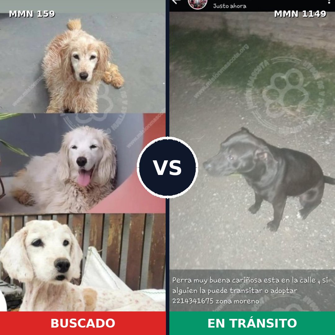 Comparativa MMS 17169: mascota perdida y mascota encontrada, 33% de similitud