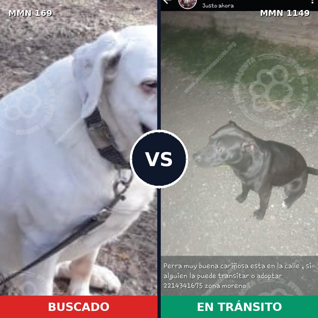 Comparativa MMS 17170: mascota perdida y mascota encontrada, 12% de similitud