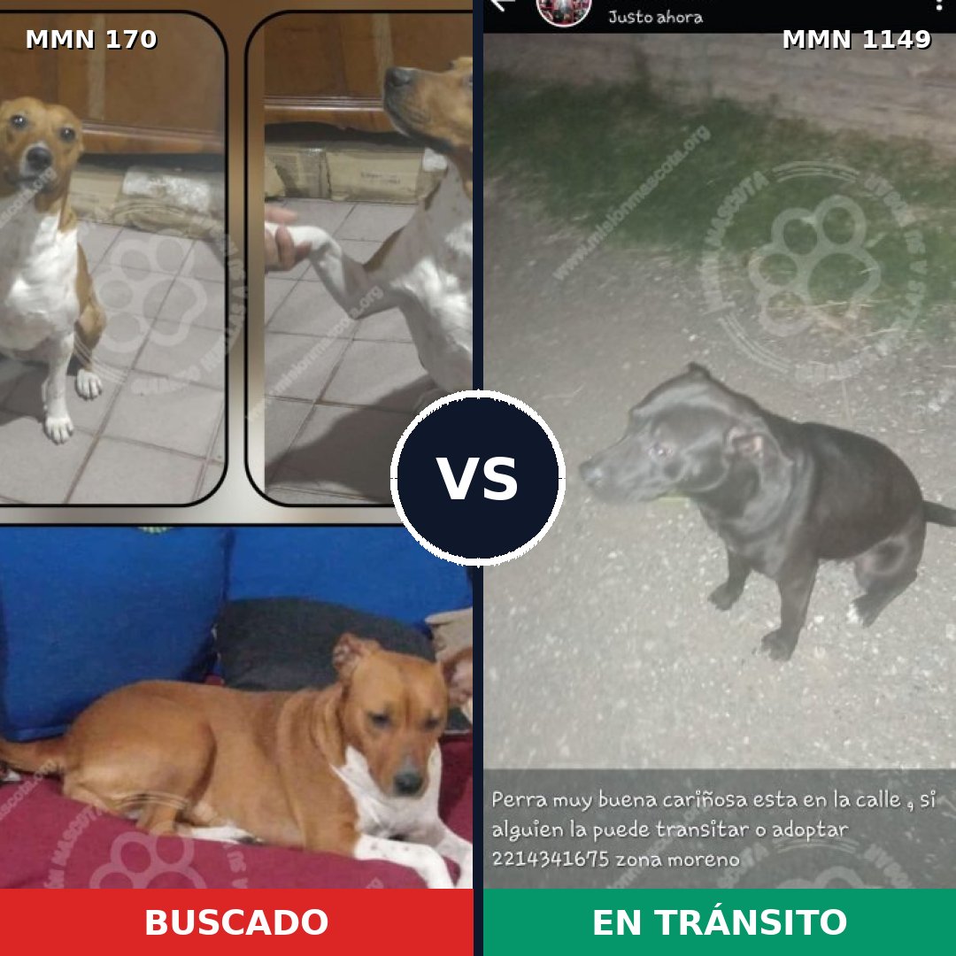 Comparativa MMS 17171: mascota perdida y mascota encontrada, 35% de similitud