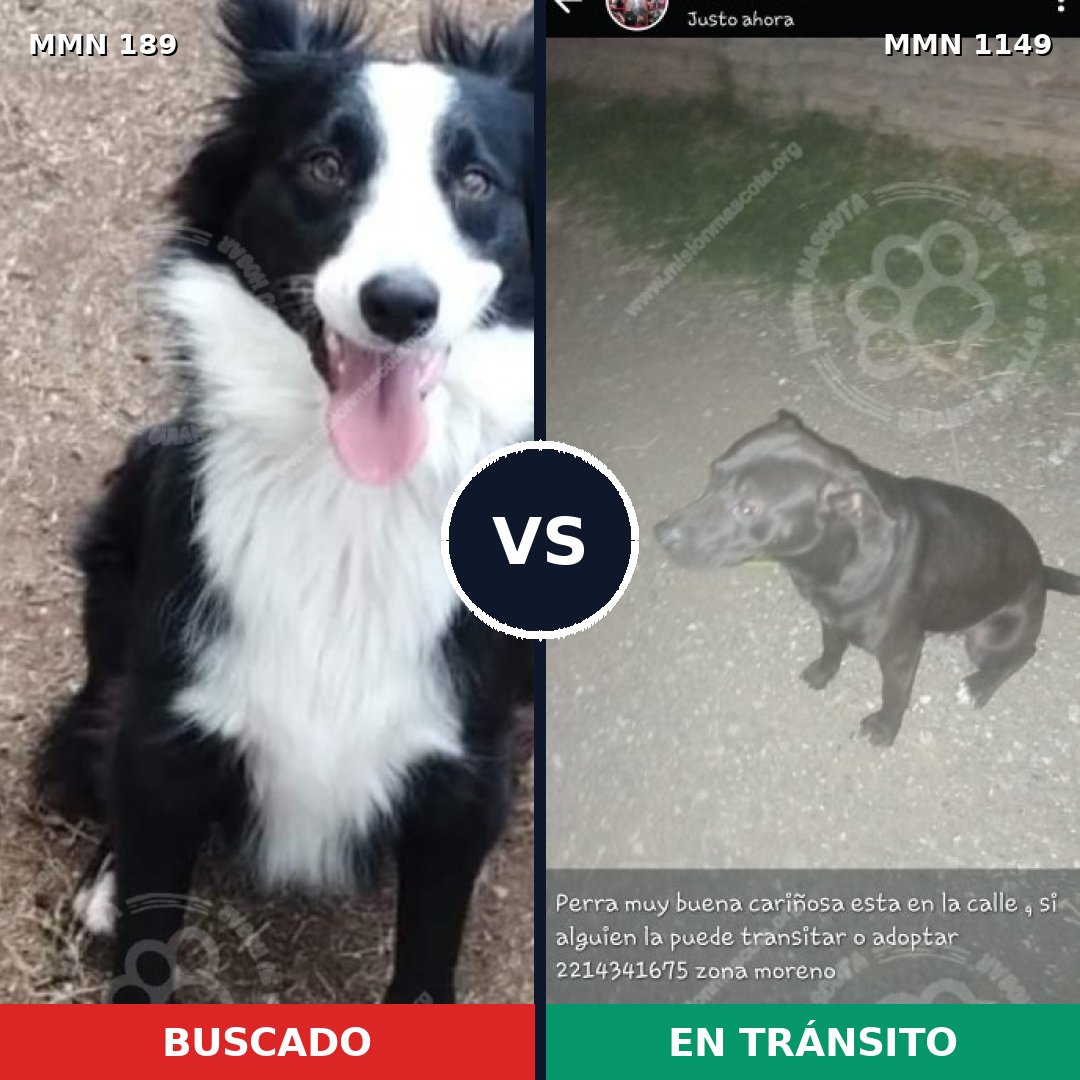 Comparativa MMS 17173: mascota perdida y mascota encontrada, 47% de similitud