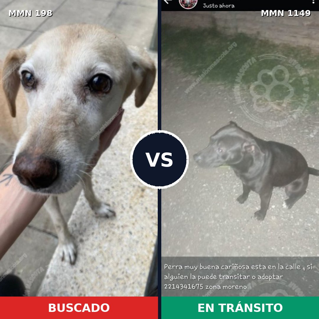 Comparativa MMS 17174: mascota perdida y mascota encontrada, 34% de similitud