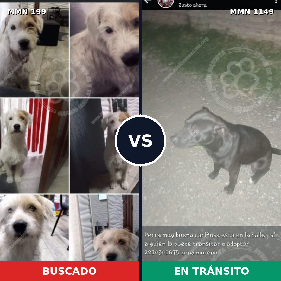 Comparativa MMS 17175: mascota perdida y mascota encontrada, 34% de similitud