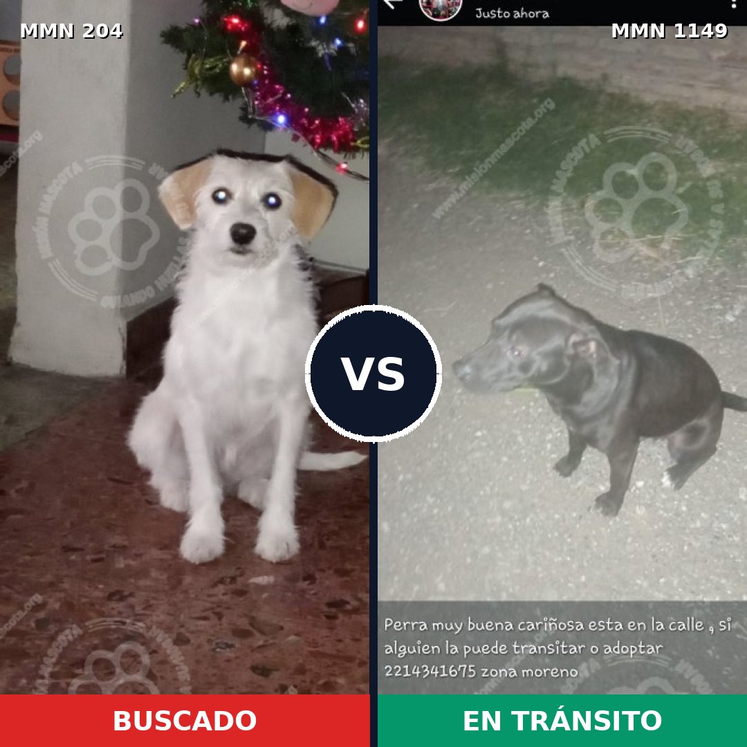 Comparativa MMS 17176: mascota perdida y mascota encontrada, 34% de similitud