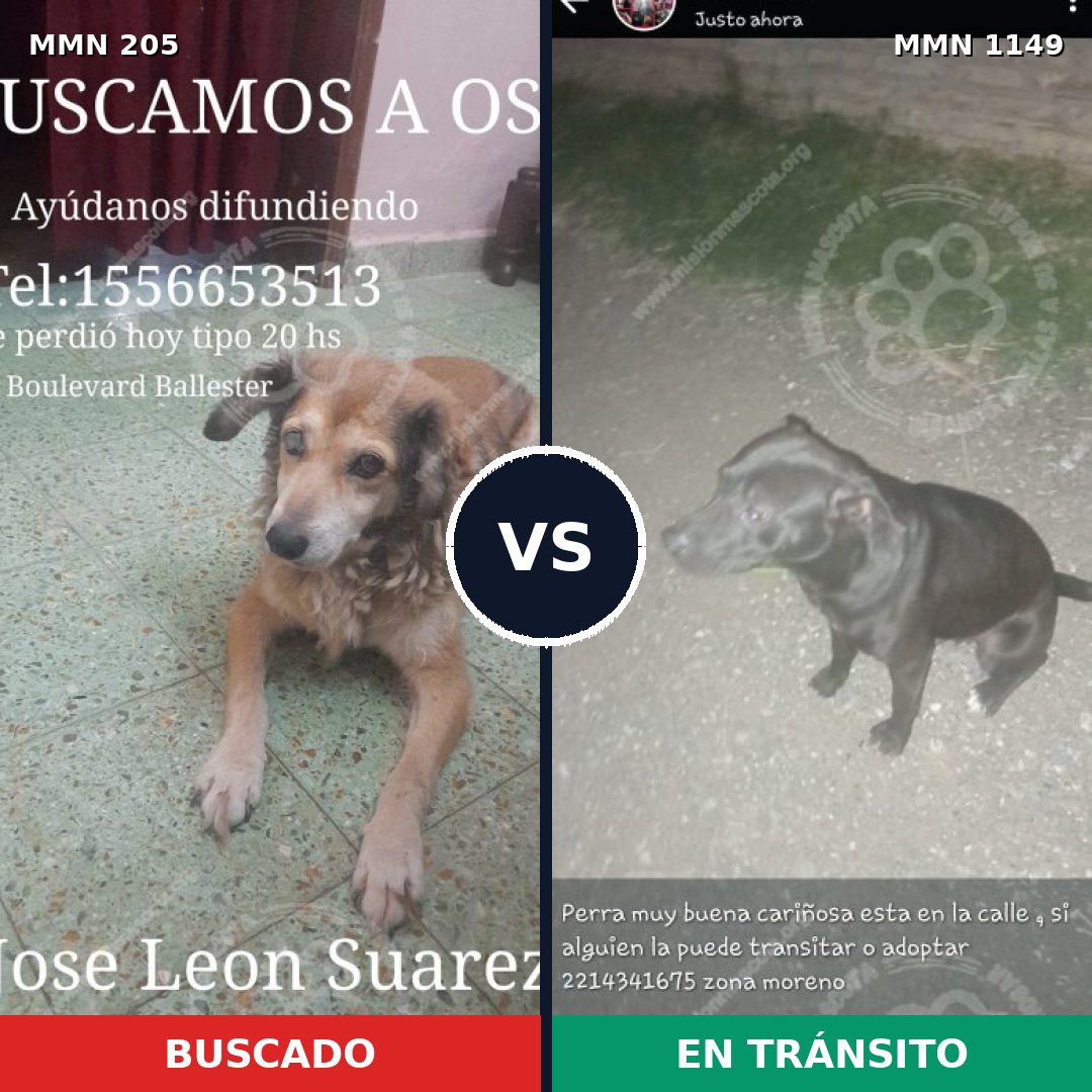 Comparativa MMS 17177: mascota perdida y mascota encontrada, 39% de similitud