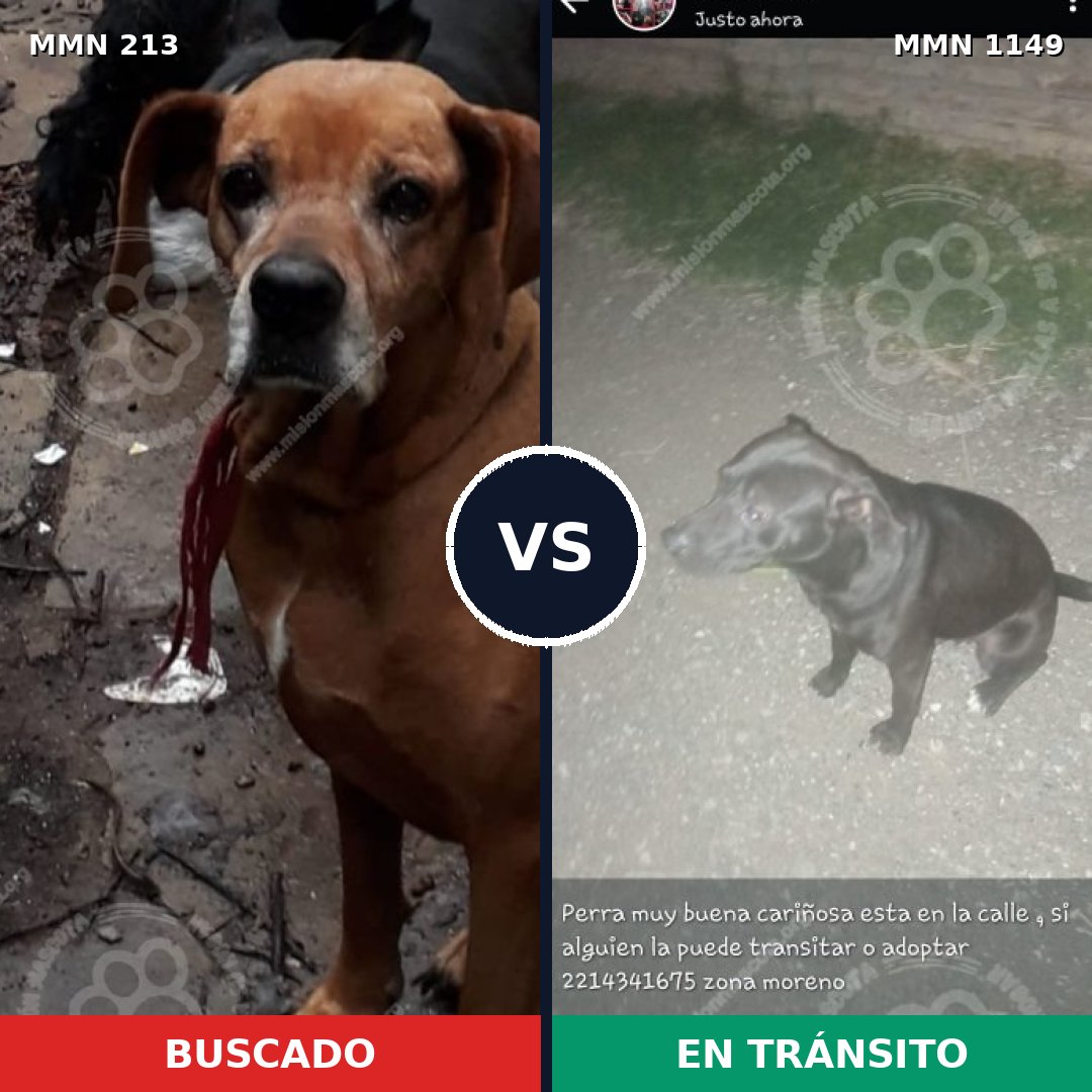 Comparativa MMS 17179: mascota perdida y mascota encontrada, 12% de similitud