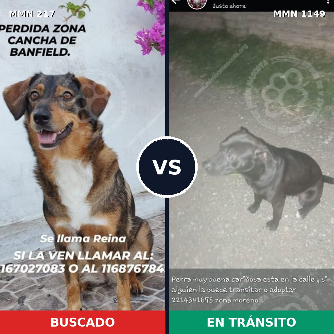 Comparativa MMS 17180: mascota perdida y mascota encontrada, 46% de similitud
