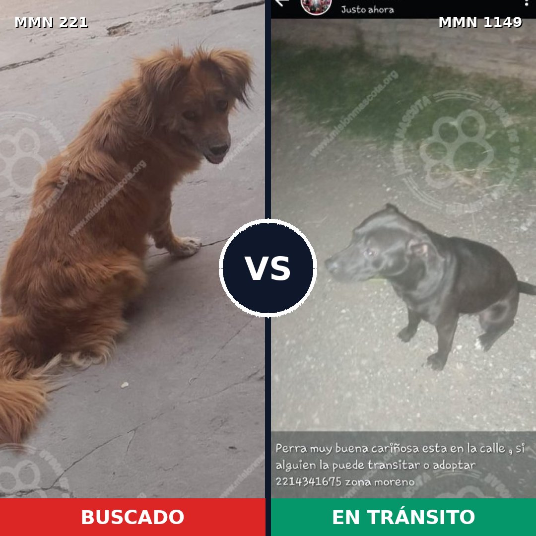 Comparativa MMS 17181: mascota perdida y mascota encontrada, 33% de similitud