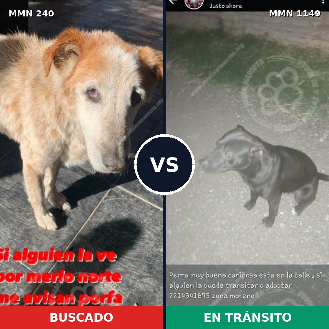 Comparativa MMS 17183: mascota perdida y mascota encontrada, 33% de similitud