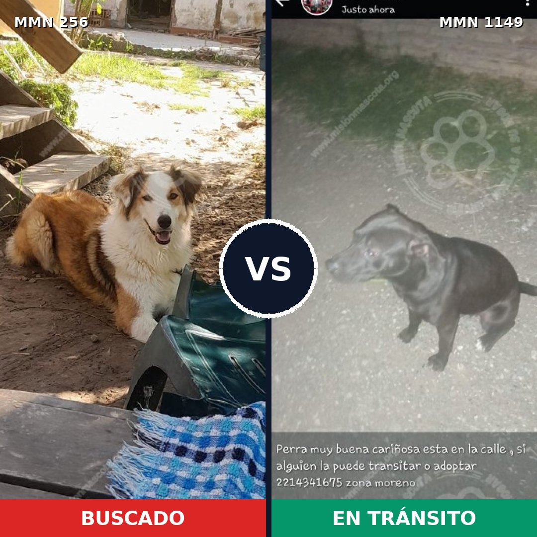 Comparativa MMS 17184: mascota perdida y mascota encontrada, 33% de similitud