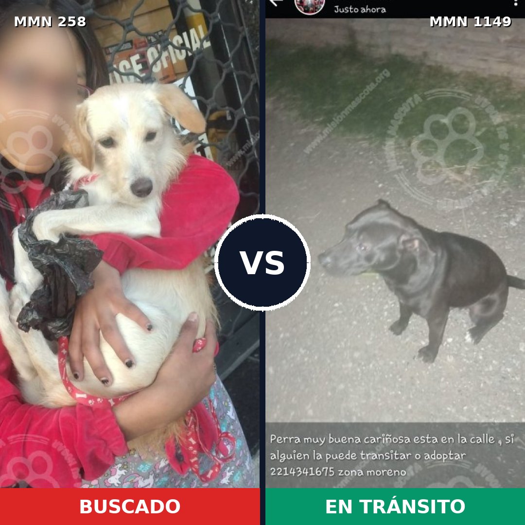 Comparativa MMS 17185: mascota perdida y mascota encontrada, 11% de similitud