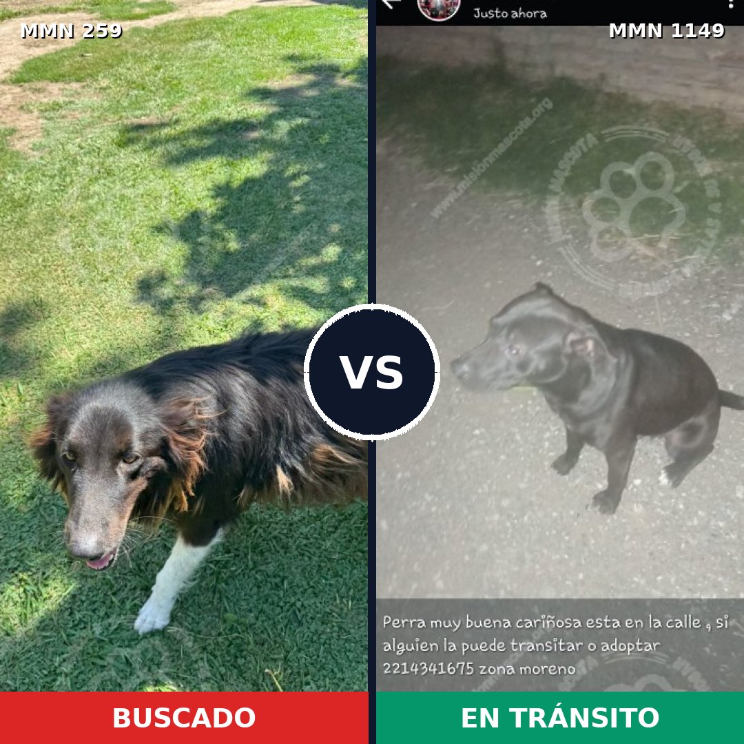 Comparativa MMS 17186: mascota perdida y mascota encontrada, 50% de similitud