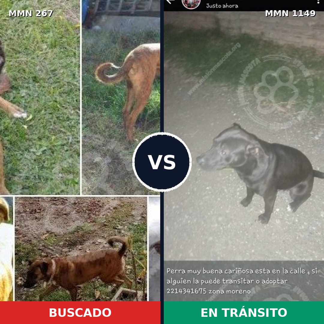 Comparativa MMS 17187: mascota perdida y mascota encontrada, 48% de similitud