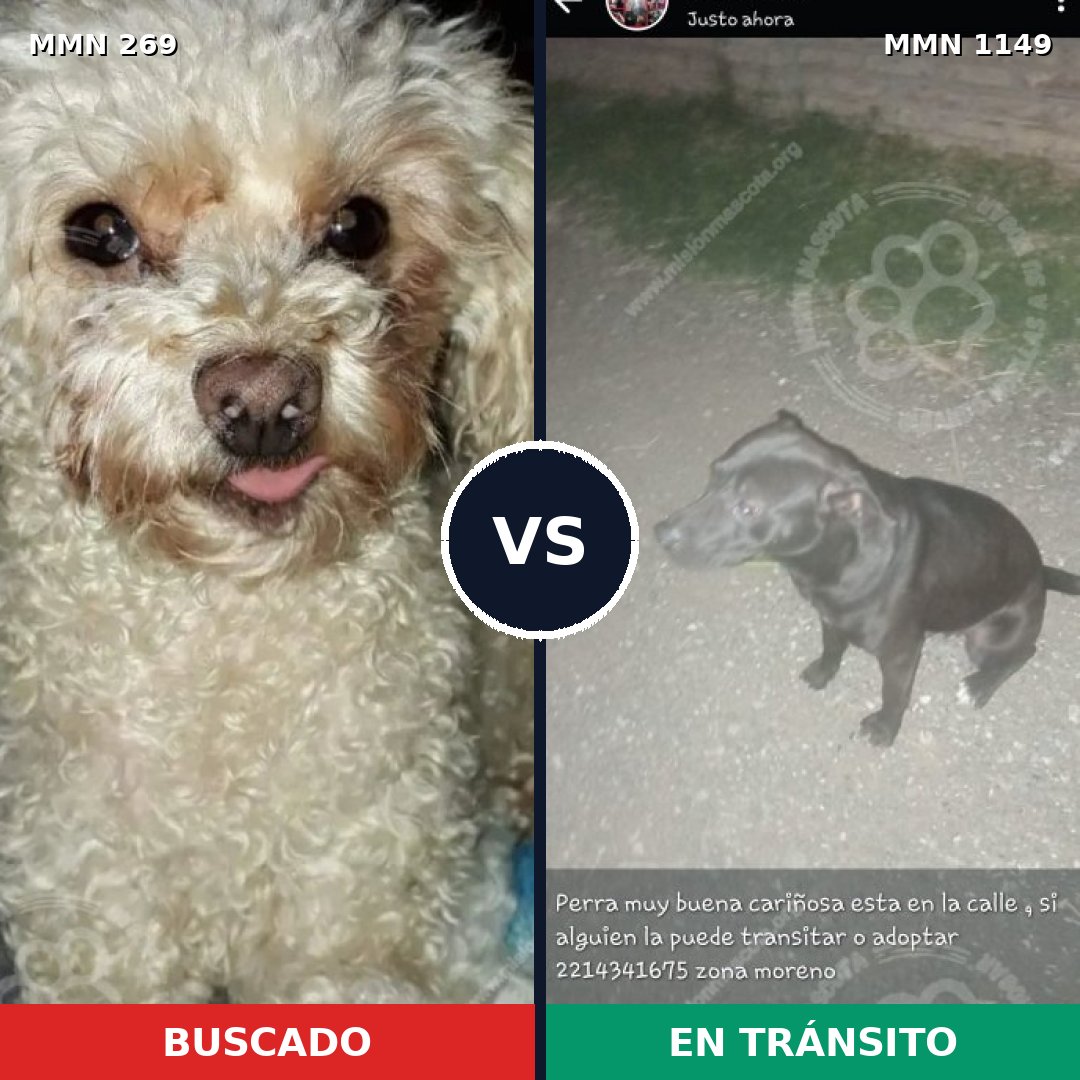 Comparativa MMS 17188: mascota perdida y mascota encontrada, 27% de similitud