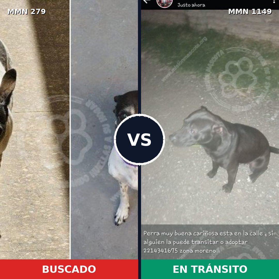 Comparativa MMS 17189: mascota perdida y mascota encontrada, 48% de similitud