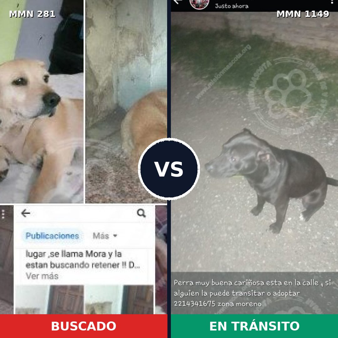 Comparativa MMS 17190: mascota perdida y mascota encontrada, 34% de similitud