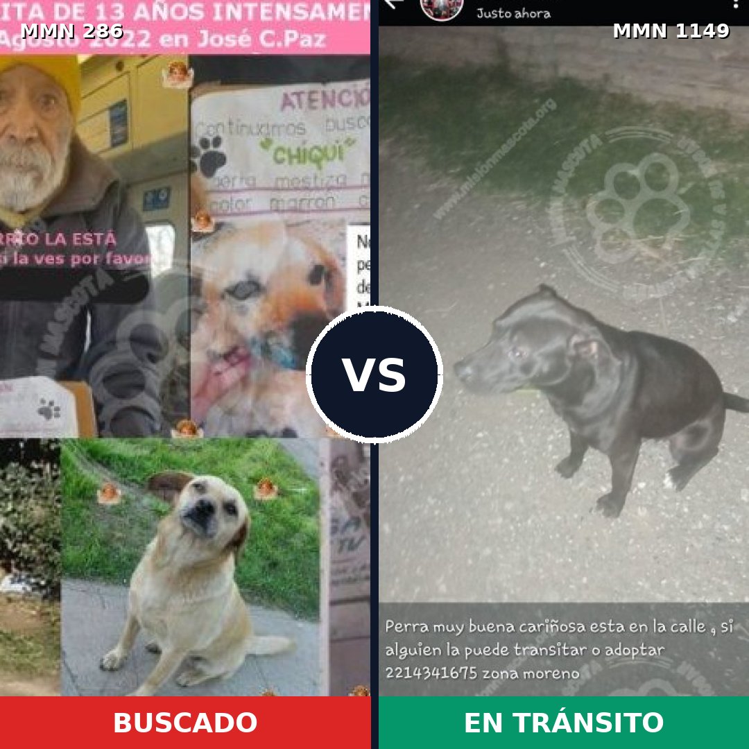 Comparativa MMS 17192: mascota perdida y mascota encontrada, 34% de similitud