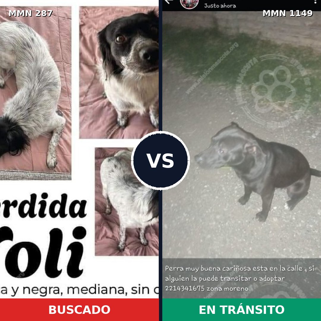 Comparativa MMS 17193: mascota perdida y mascota encontrada, 47% de similitud