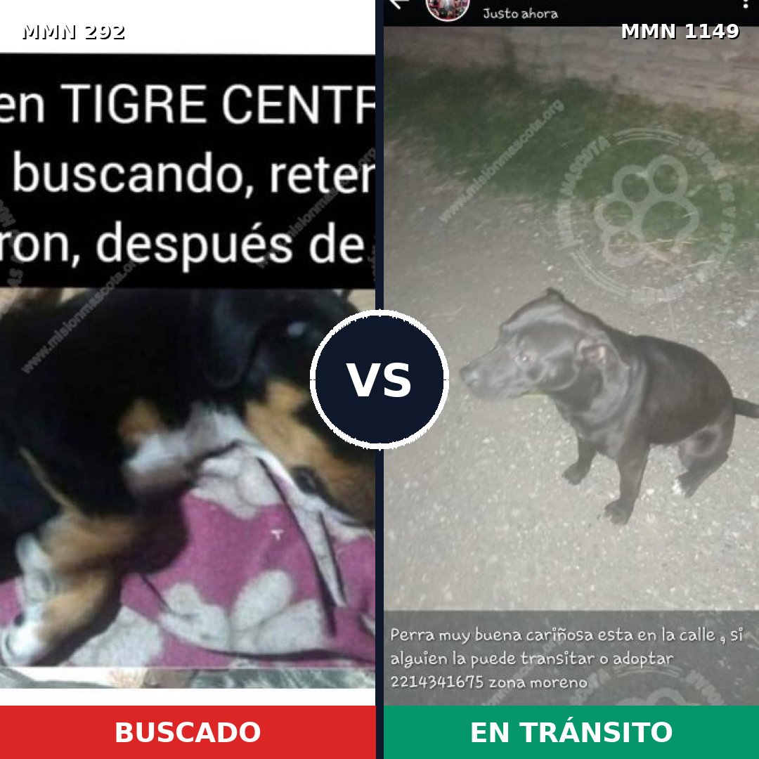 Comparativa MMS 17194: mascota perdida y mascota encontrada, 26% de similitud
