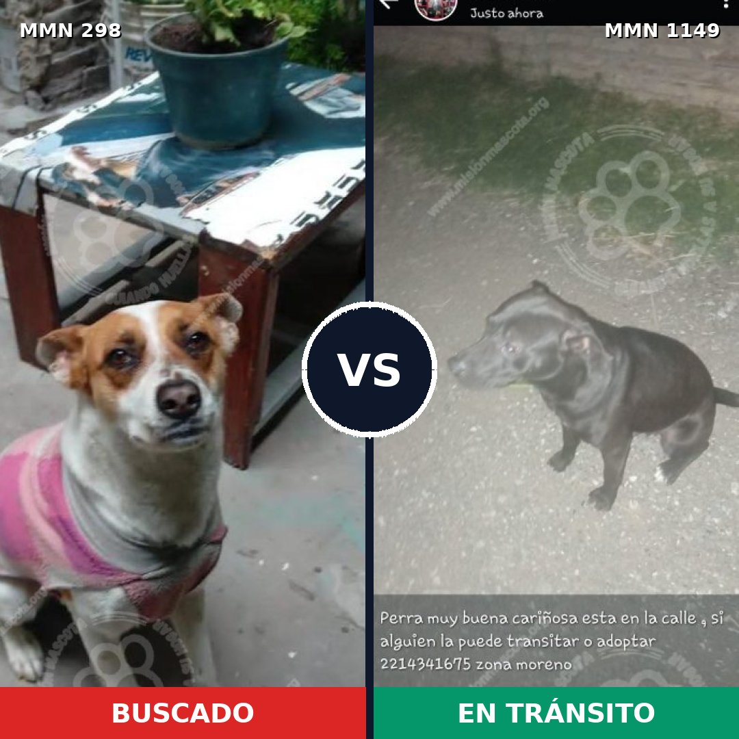 Comparativa MMS 17196: mascota perdida y mascota encontrada, 35% de similitud