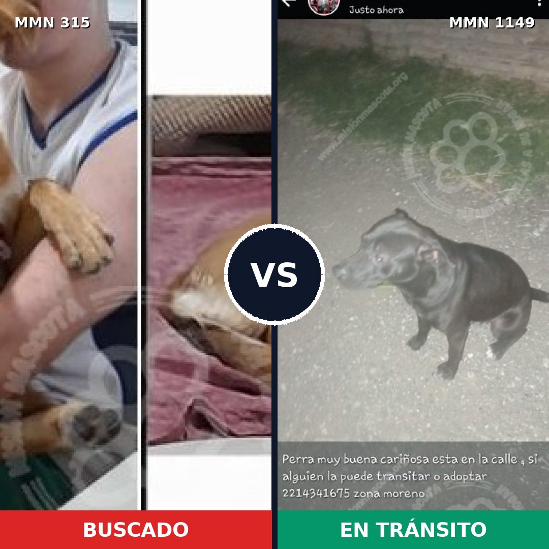 Comparativa MMS 17197: mascota perdida y mascota encontrada, 33% de similitud