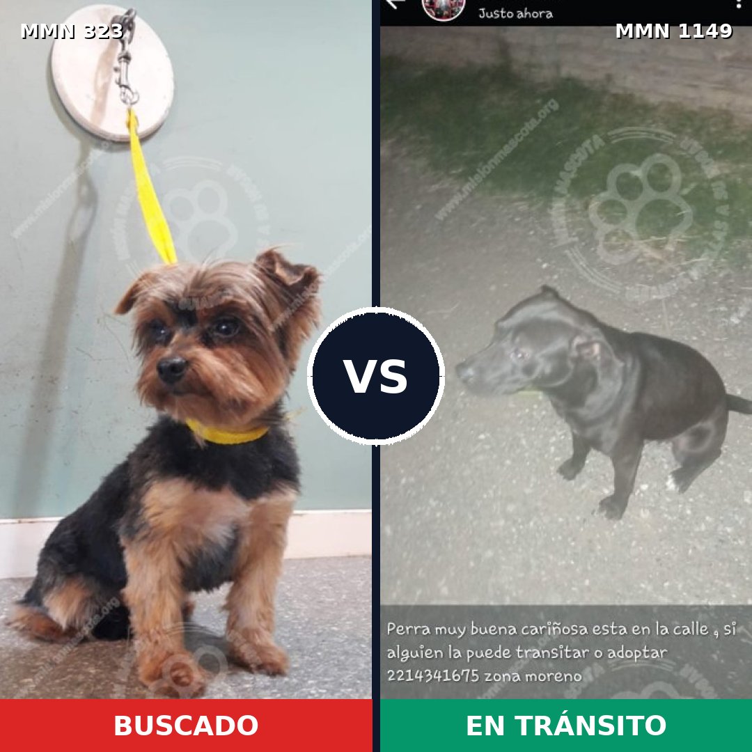 Comparativa MMS 17198: mascota perdida y mascota encontrada, 29% de similitud
