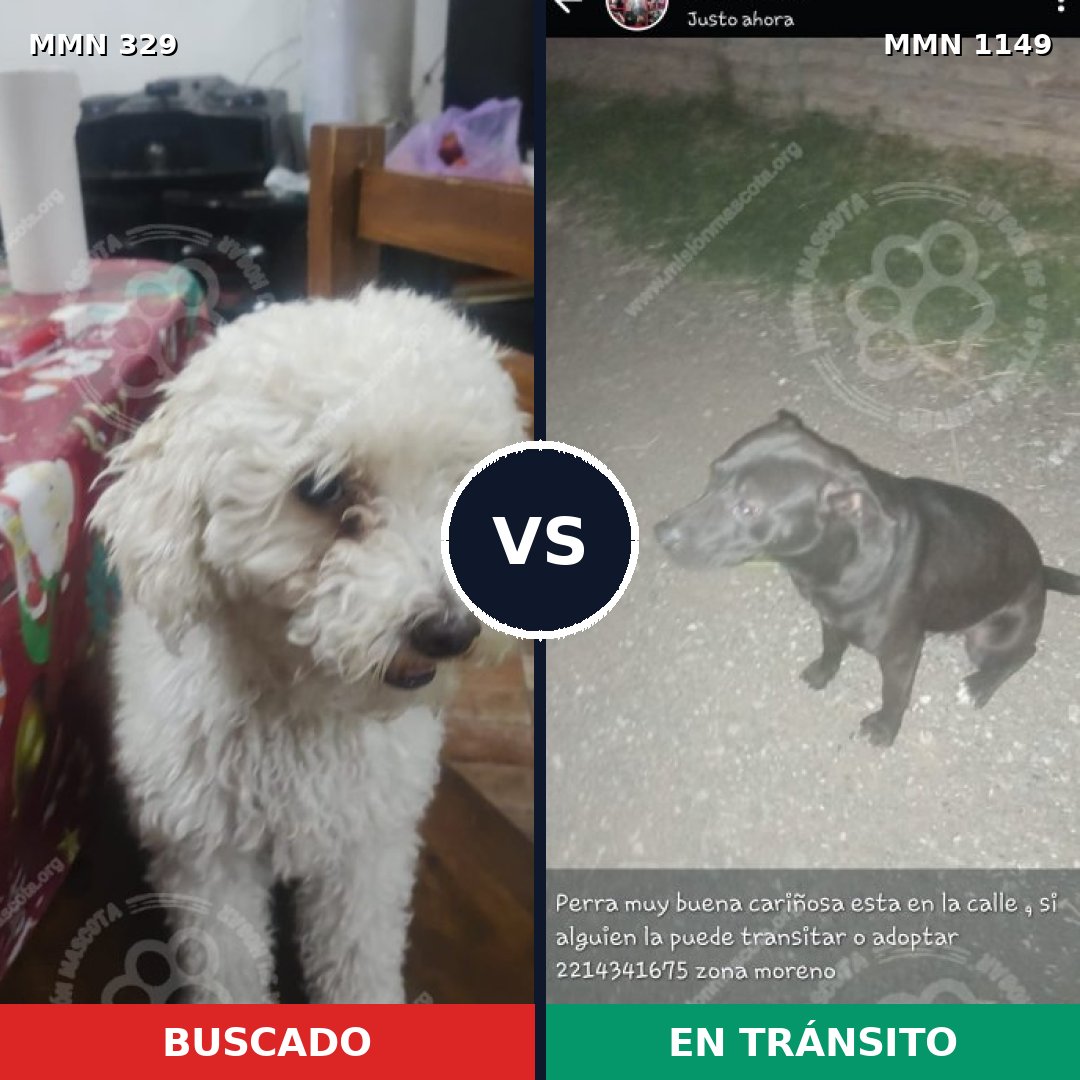 Comparativa MMS 17199: mascota perdida y mascota encontrada, 38% de similitud