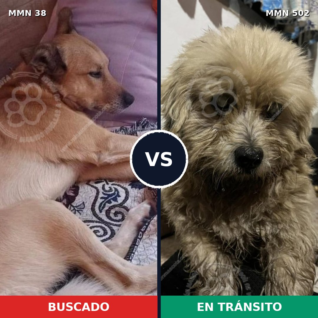 Comparativa MMS 172: mascota perdida y mascota encontrada, 60% de similitud