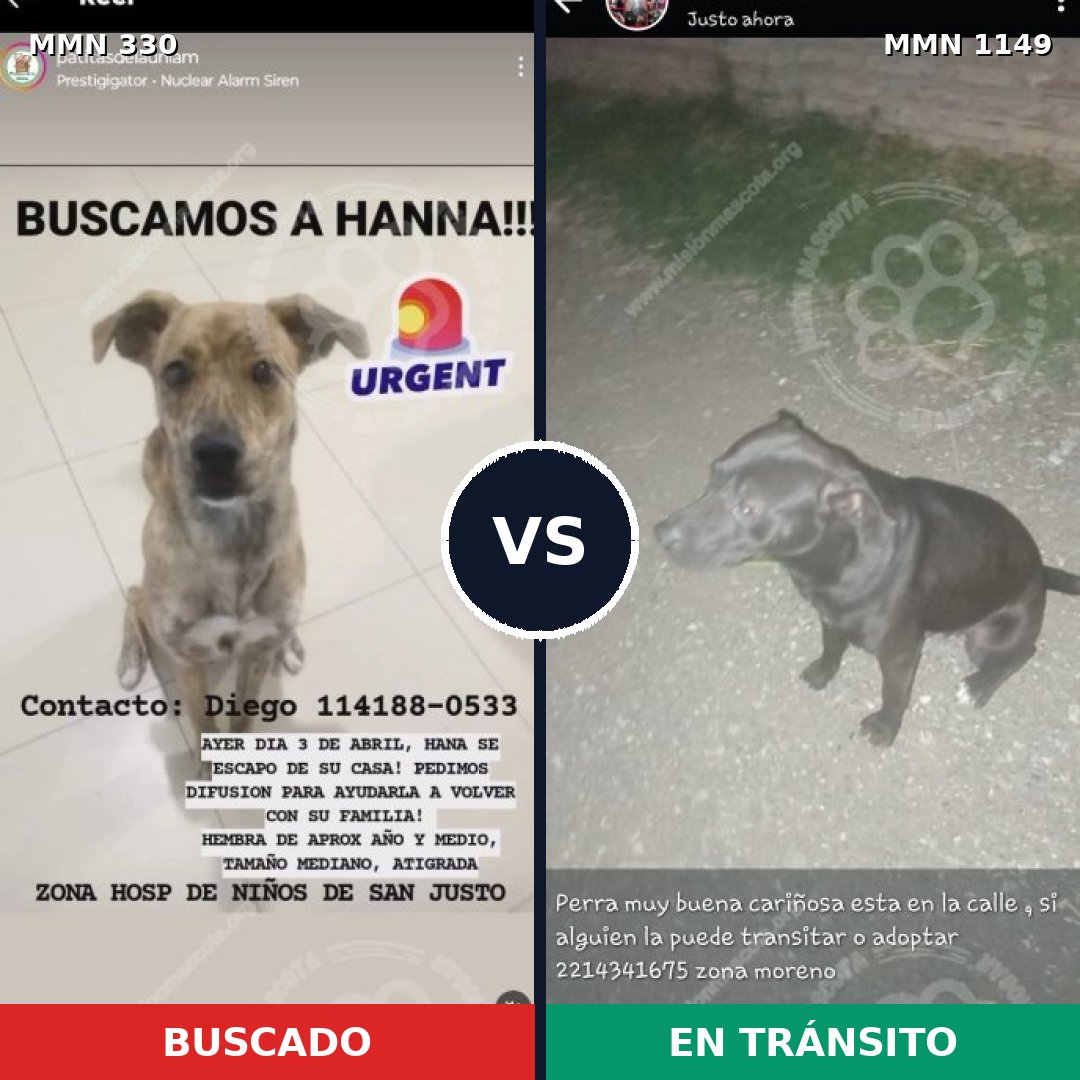 Comparativa MMS 17200: mascota perdida y mascota encontrada, 35% de similitud