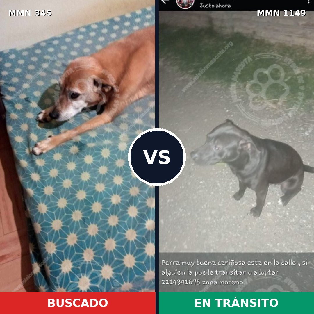 Comparativa MMS 17202: mascota perdida y mascota encontrada, 34% de similitud