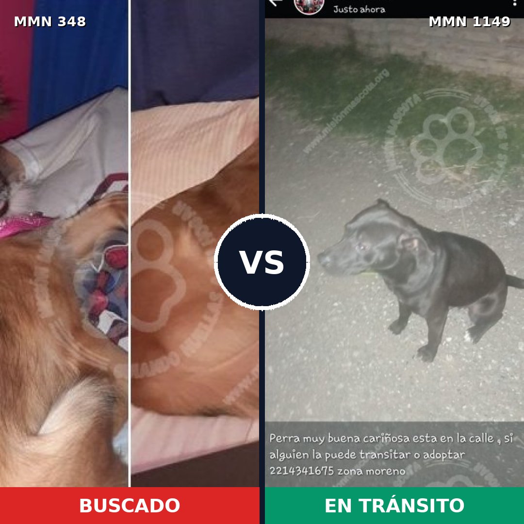 Comparativa MMS 17204: mascota perdida y mascota encontrada, 17% de similitud