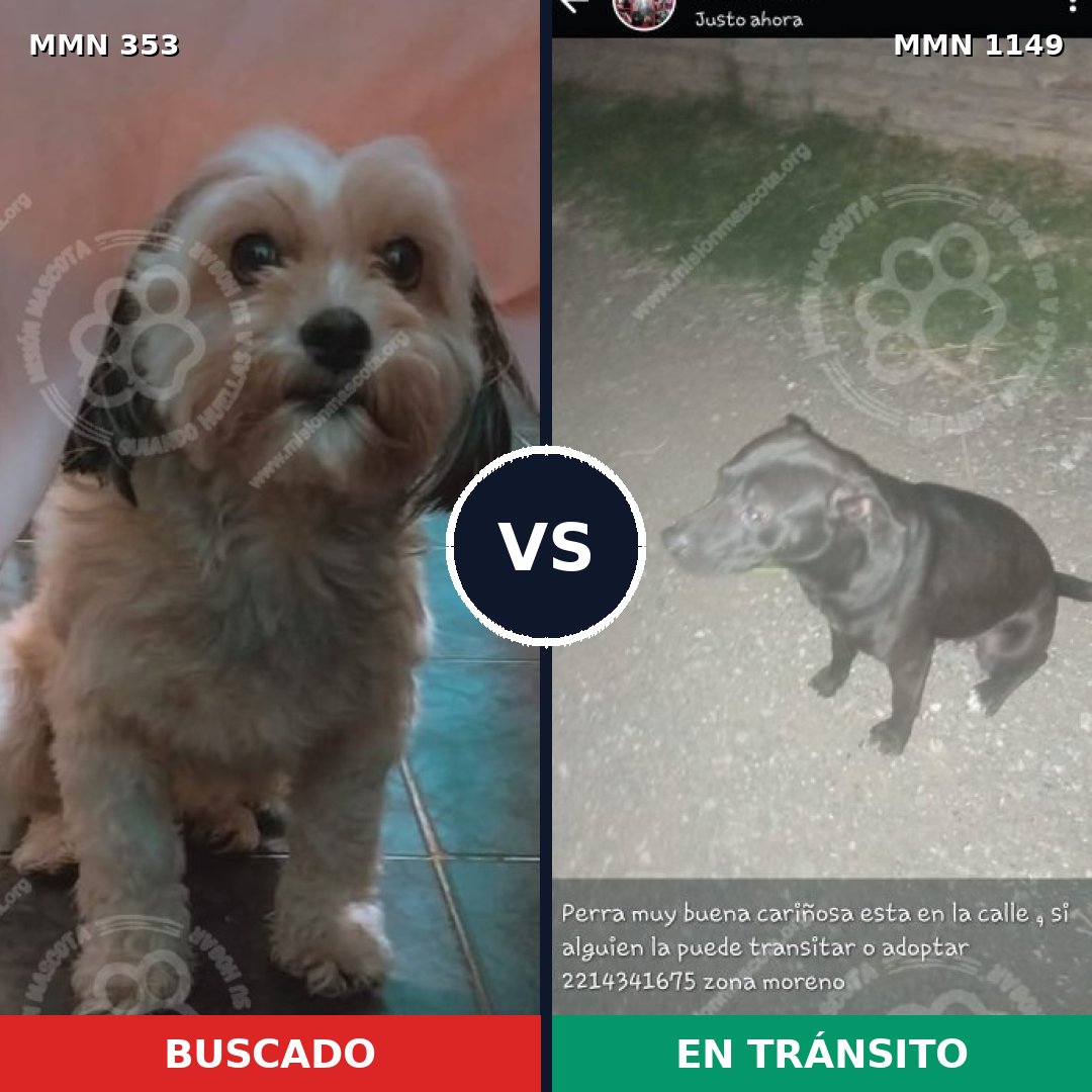 Comparativa MMS 17205: mascota perdida y mascota encontrada, 17% de similitud