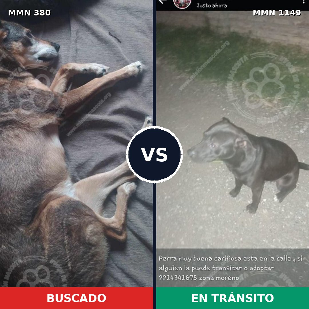 Comparativa MMS 17206: mascota perdida y mascota encontrada, 46% de similitud