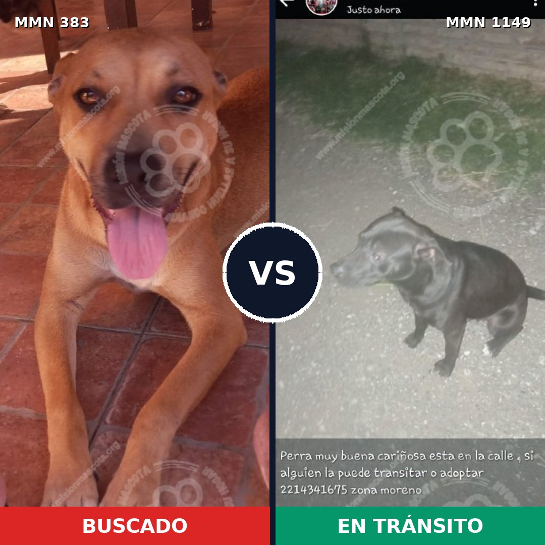 Comparativa MMS 17207: mascota perdida y mascota encontrada, 47% de similitud