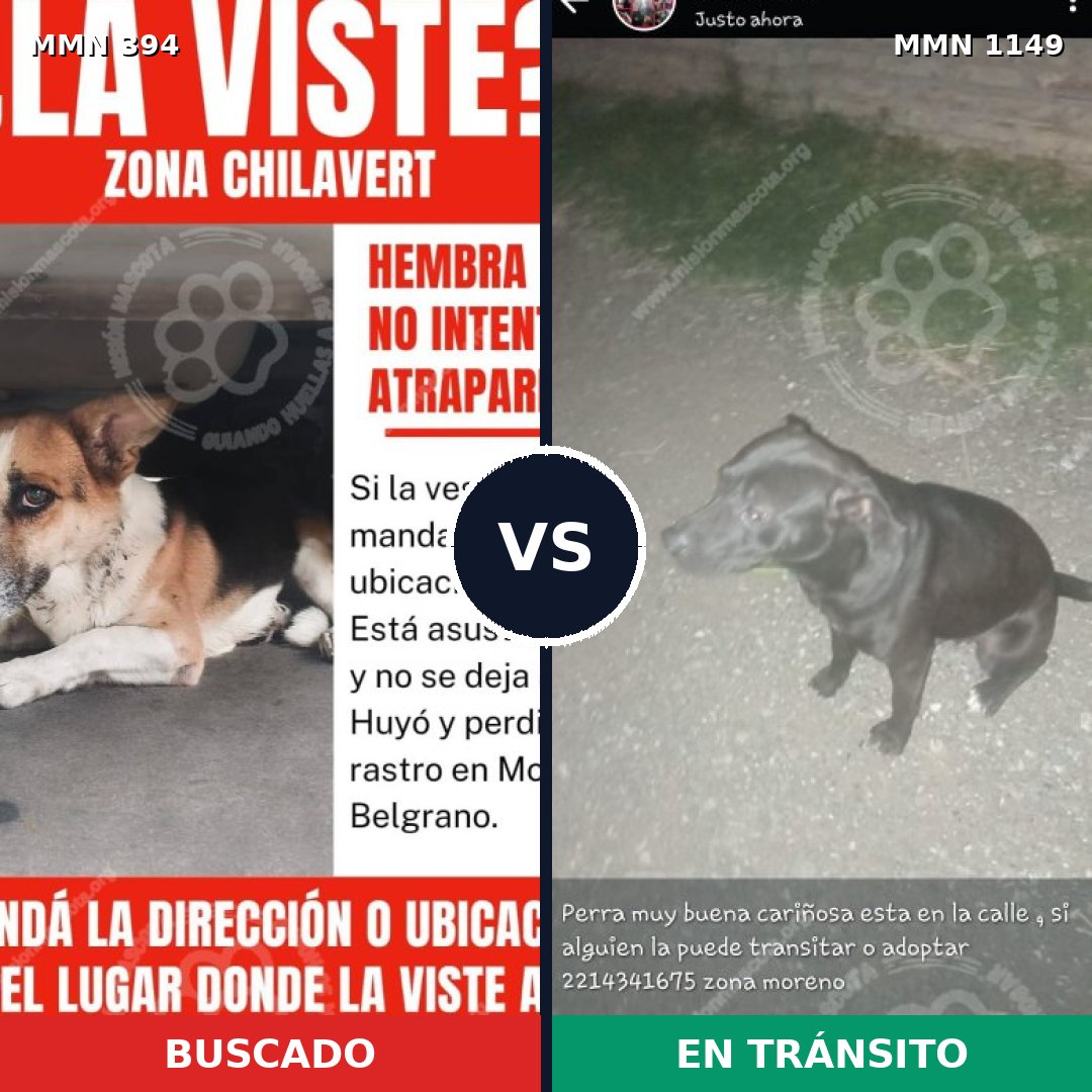 Comparativa MMS 17209: mascota perdida y mascota encontrada, 40% de similitud