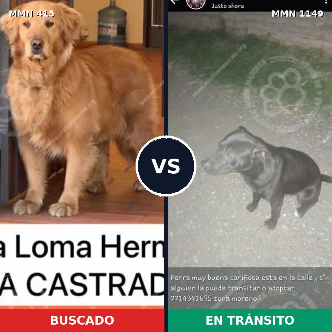 Comparativa MMS 17210: mascota perdida y mascota encontrada, 10% de similitud