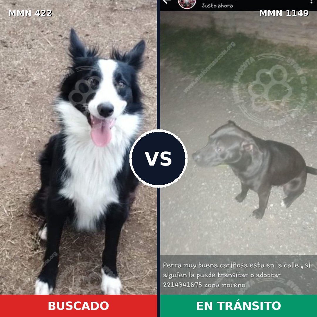 Comparativa MMS 17211: mascota perdida y mascota encontrada, 44% de similitud
