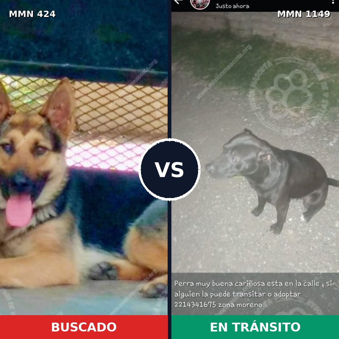 Comparativa MMS 17212: mascota perdida y mascota encontrada, 26% de similitud