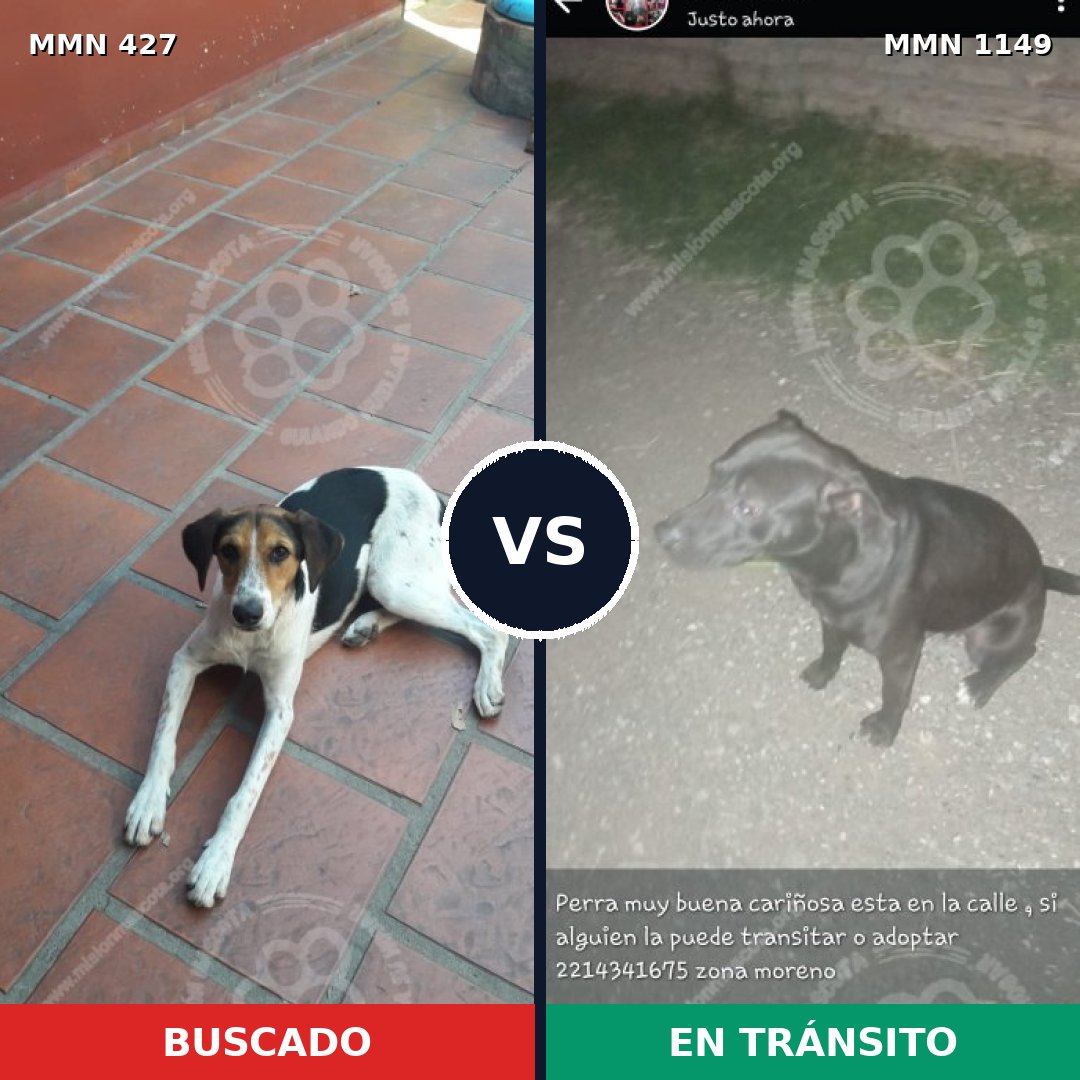 Comparativa MMS 17213: mascota perdida y mascota encontrada, 48% de similitud