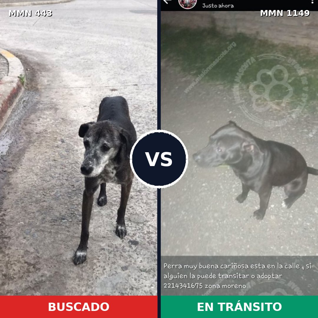 Comparativa MMS 17214: mascota perdida y mascota encontrada, 48% de similitud