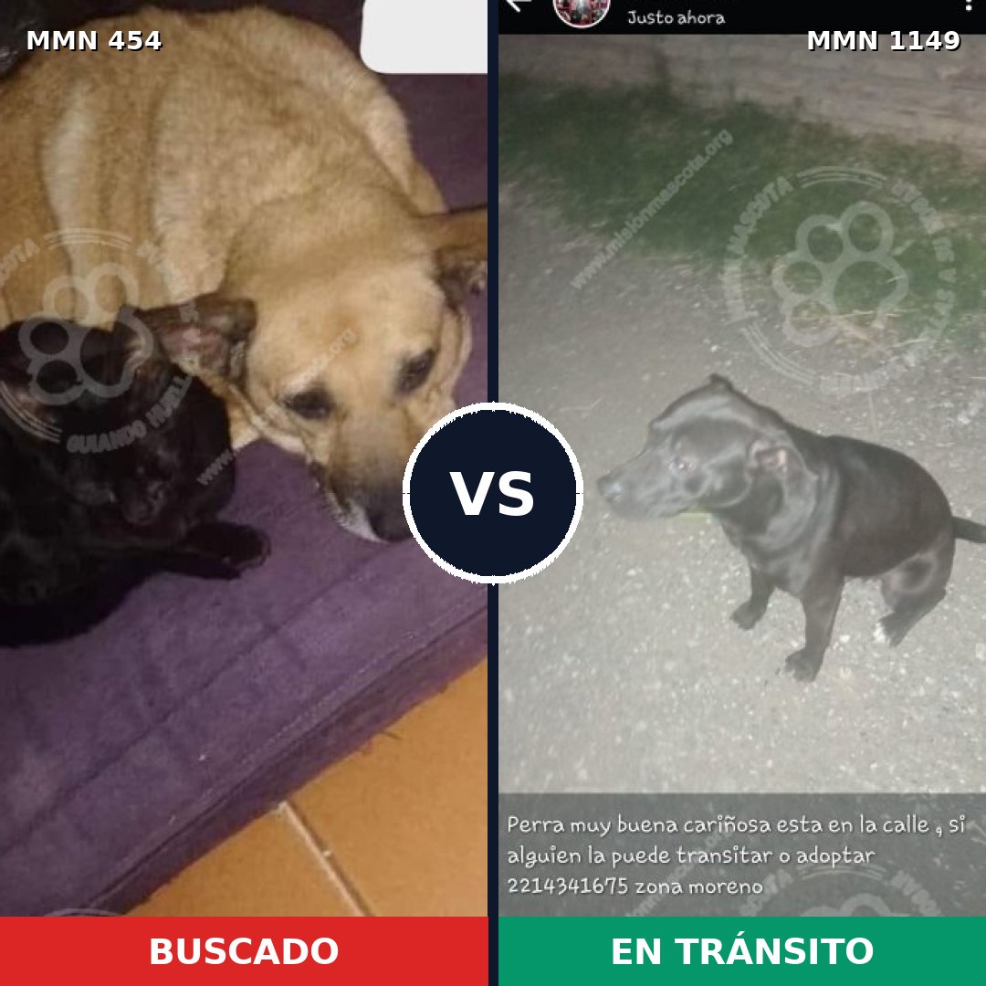 Comparativa MMS 17215: mascota perdida y mascota encontrada, 34% de similitud