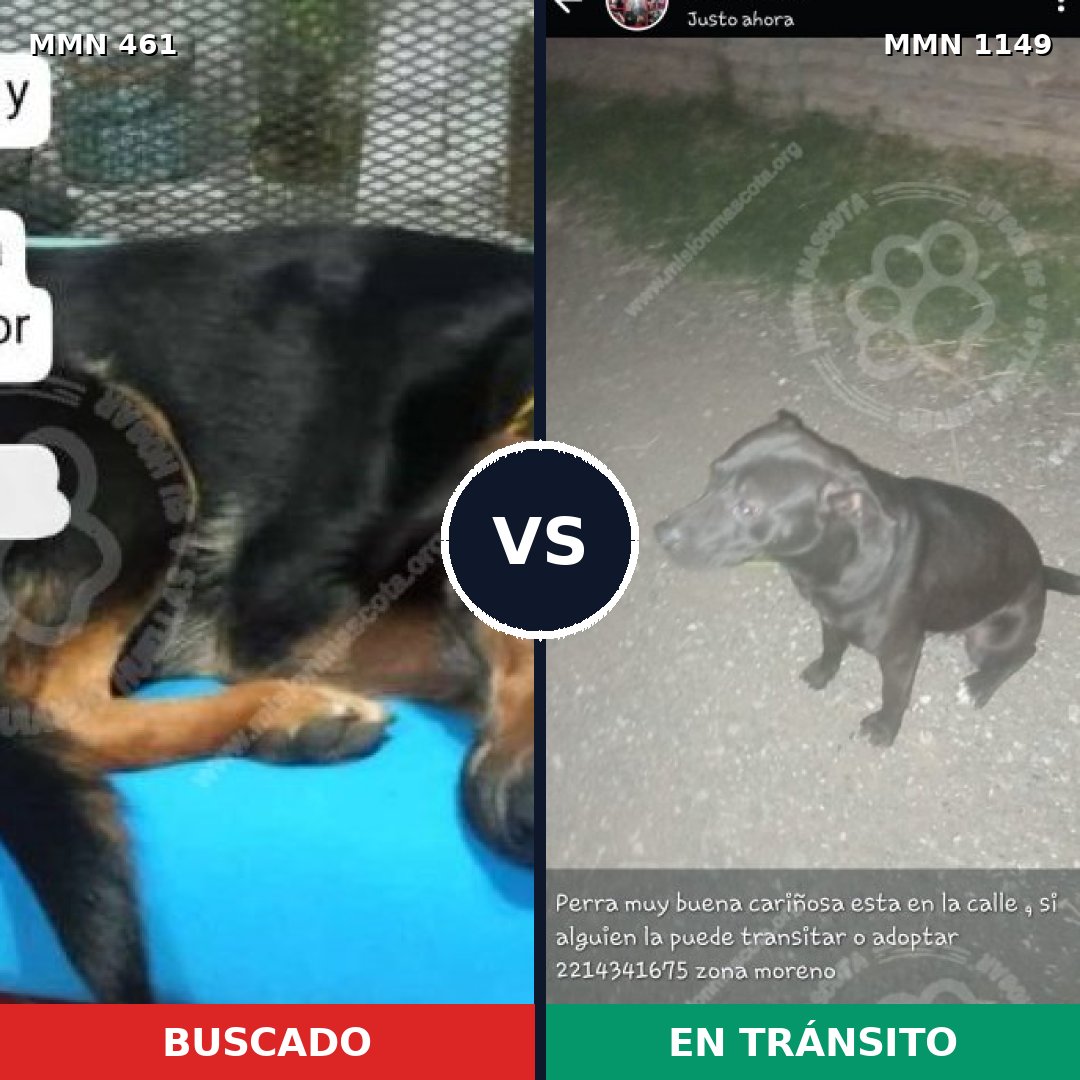 Comparativa MMS 17216: mascota perdida y mascota encontrada, 47% de similitud